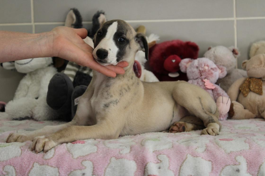 Chiot Whippet Disponible