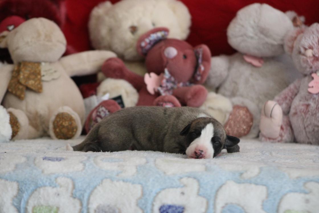 Chiot Whippet Disponible