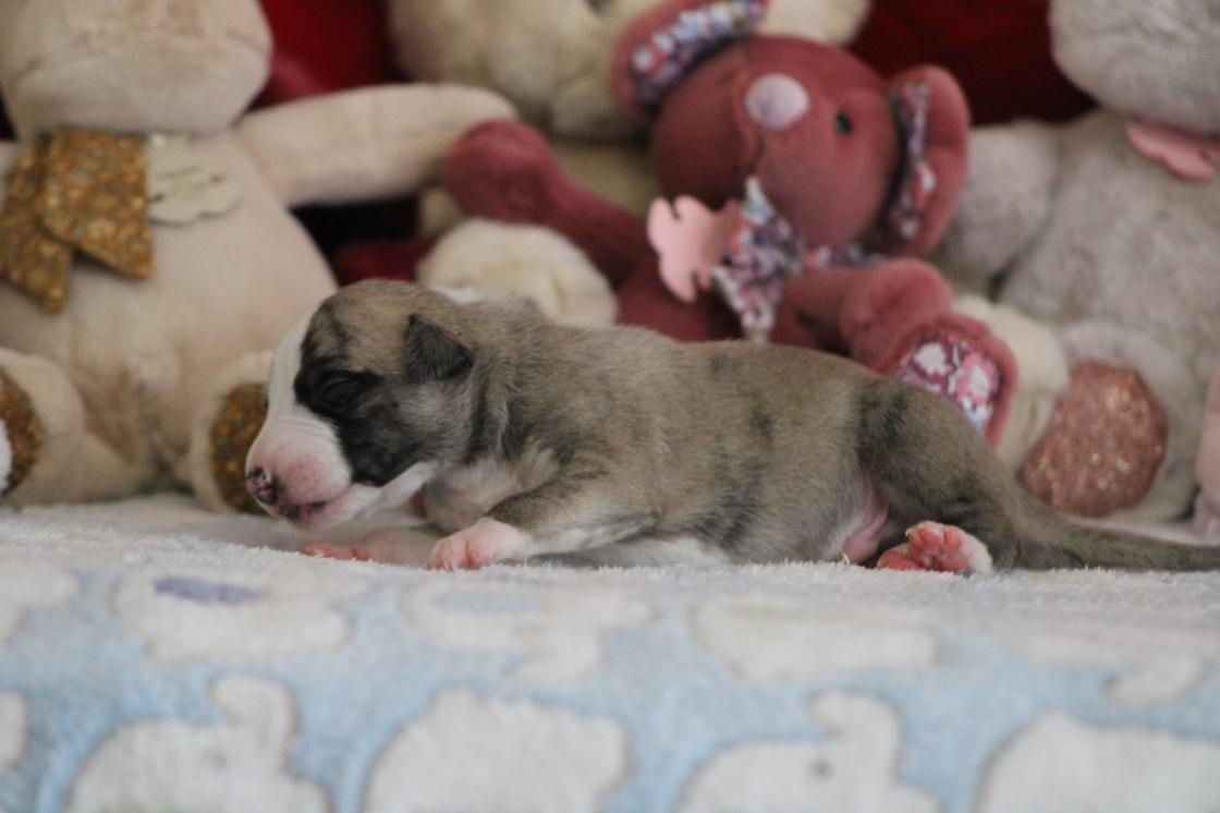 chiot disponible