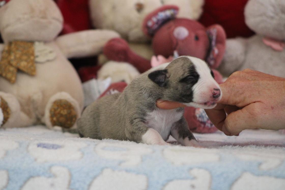 chiot disponible