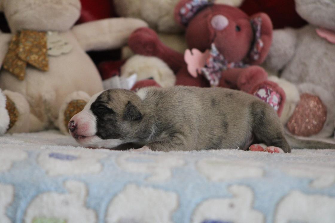 chiot disponible