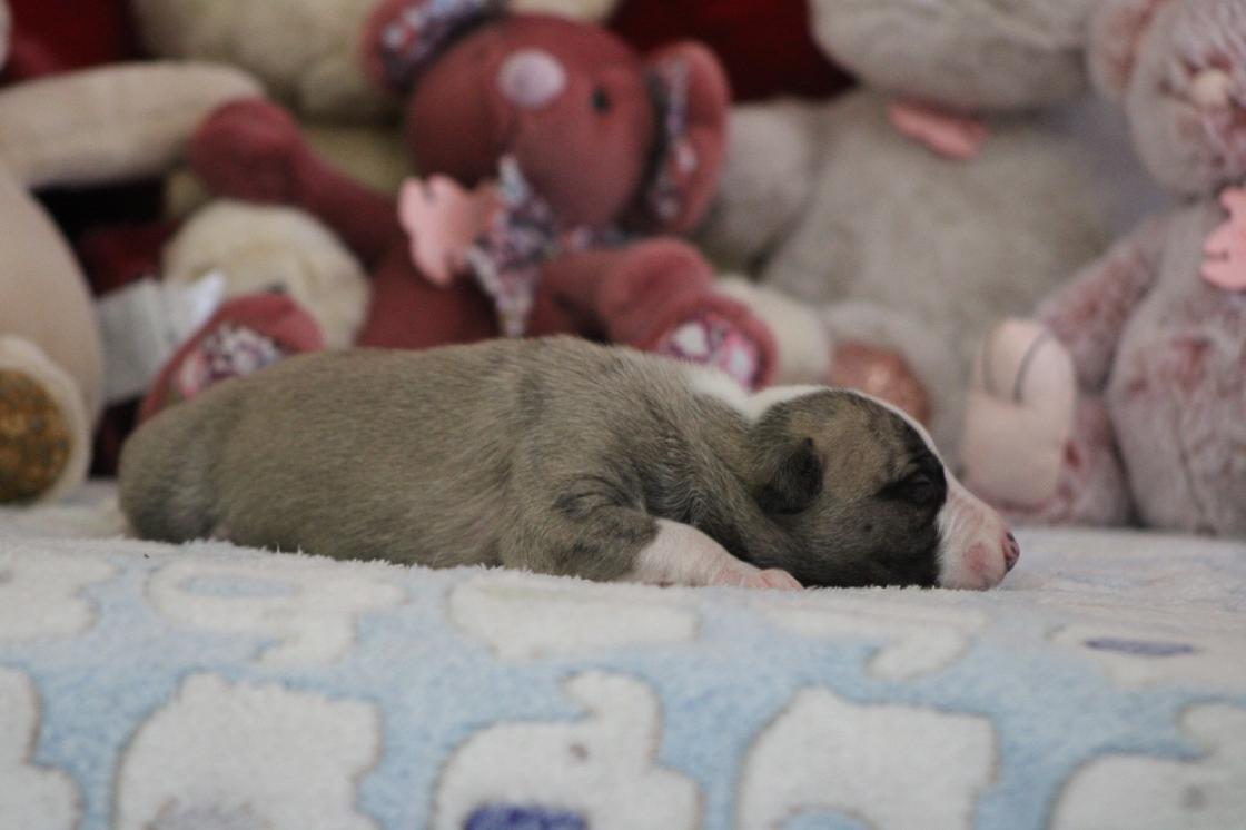 chiot disponible