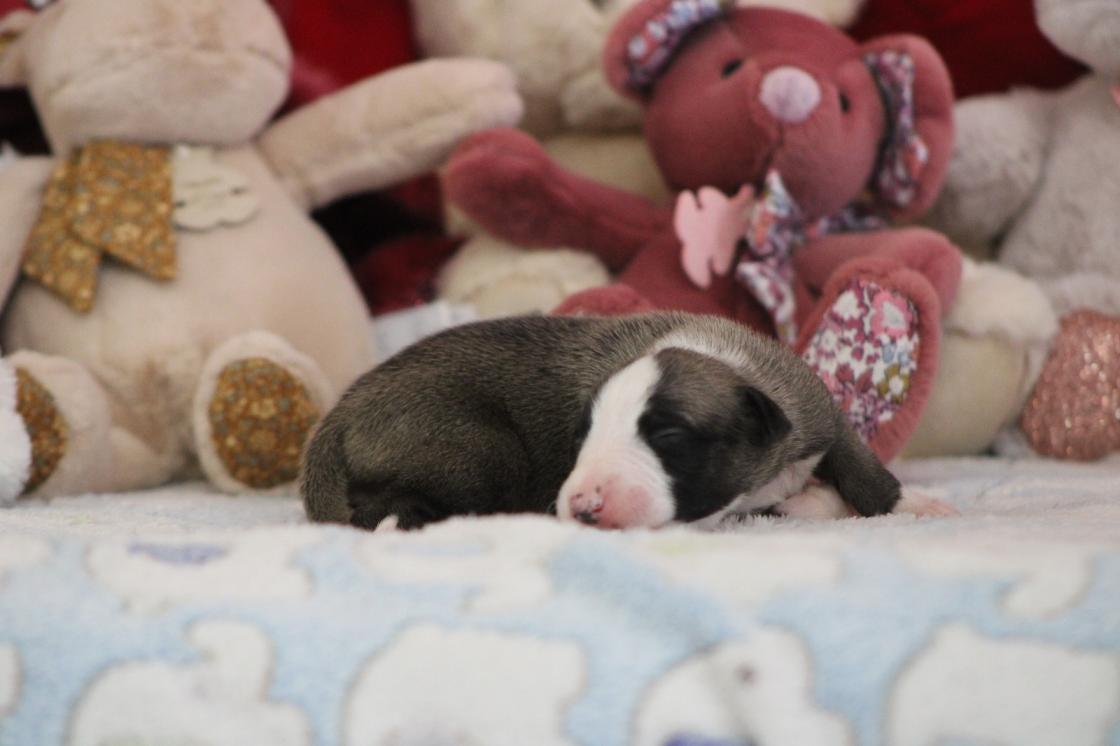 chiot disponible