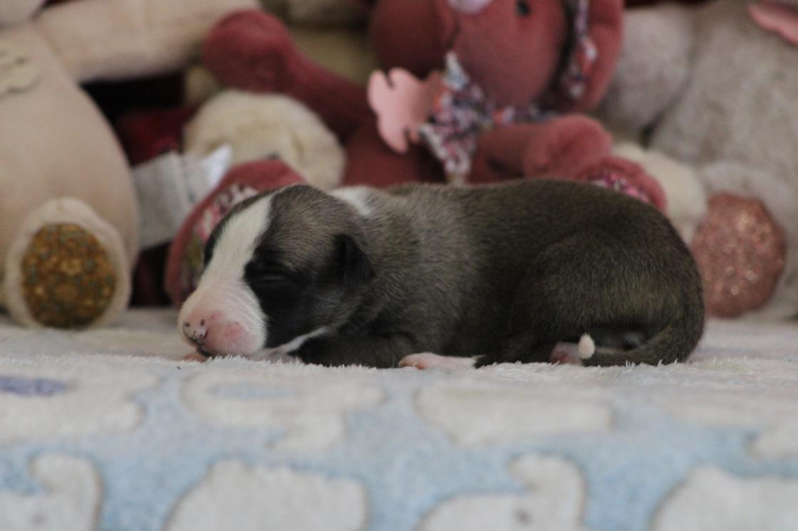 chiot disponible
