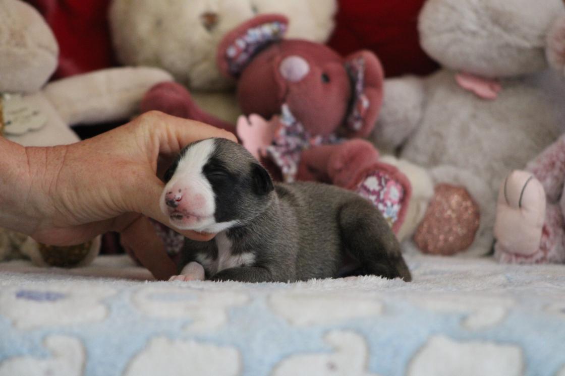 chiot disponible