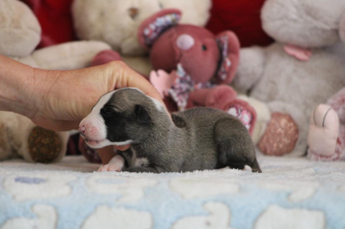 chiot disponible