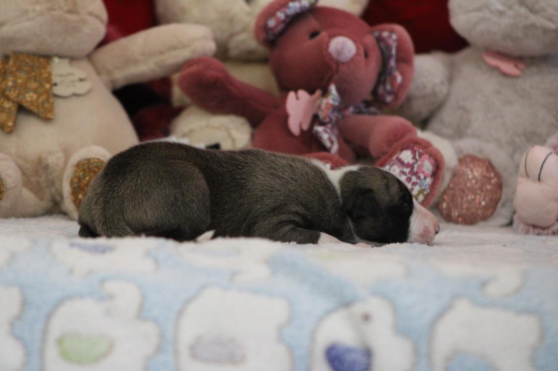 chiot disponible