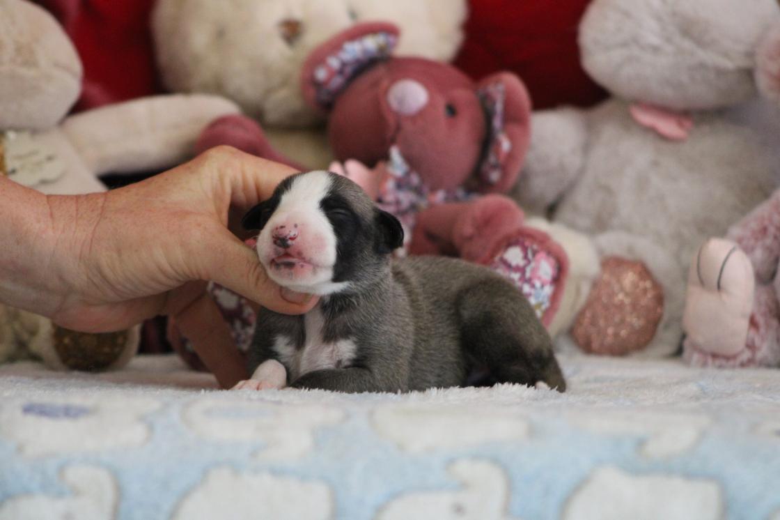 chiot disponible