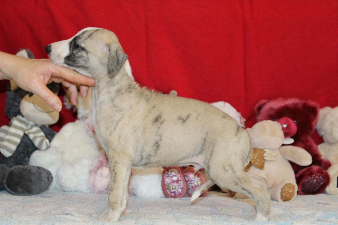 Chiot Whippet Disponible