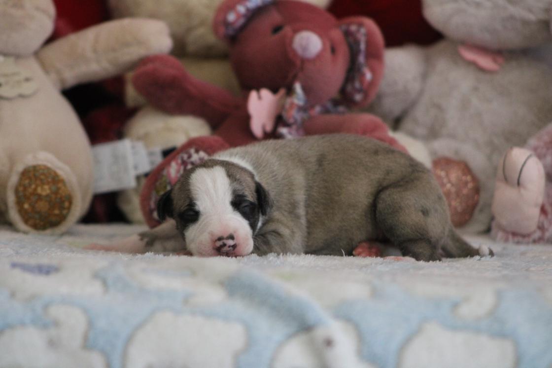 Chiot Whippet Disponible