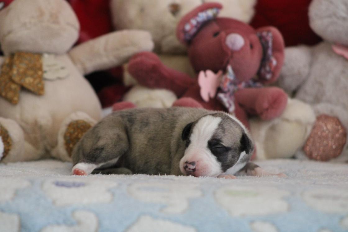 chiot disponible