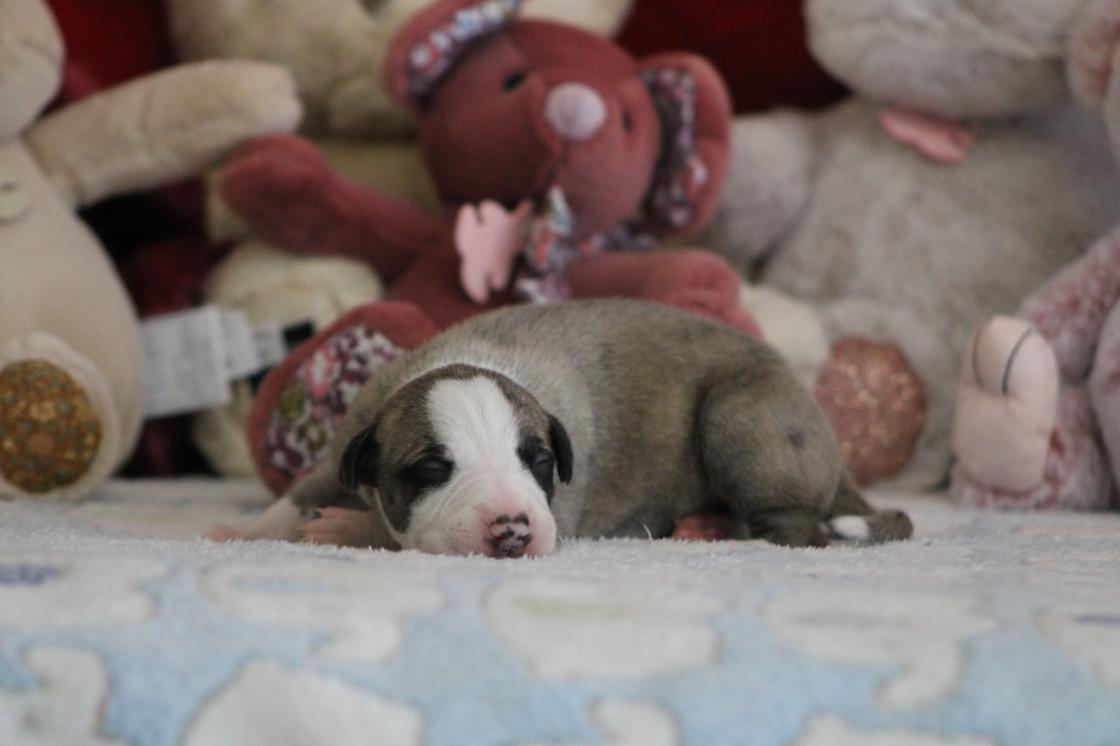 chiot disponible