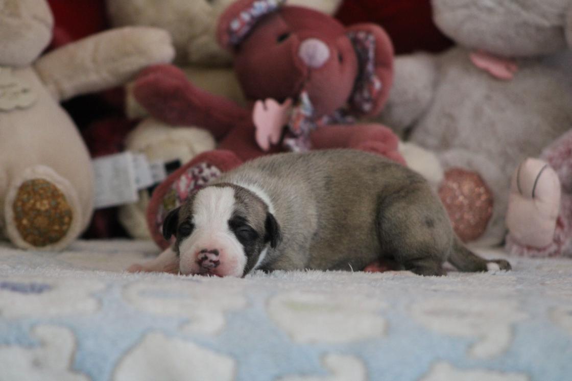 chiot disponible