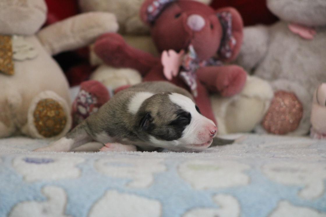 chiot disponible