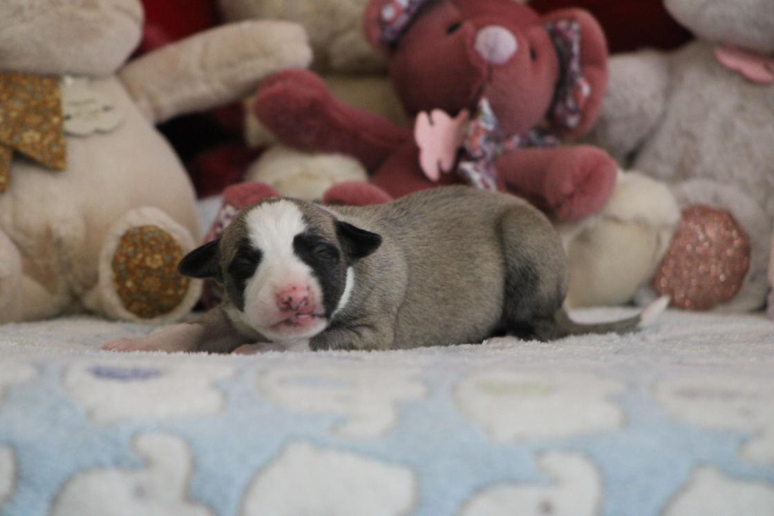 chiot disponible
