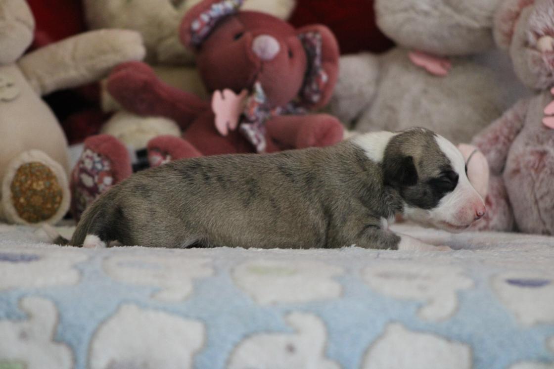 chiot disponible