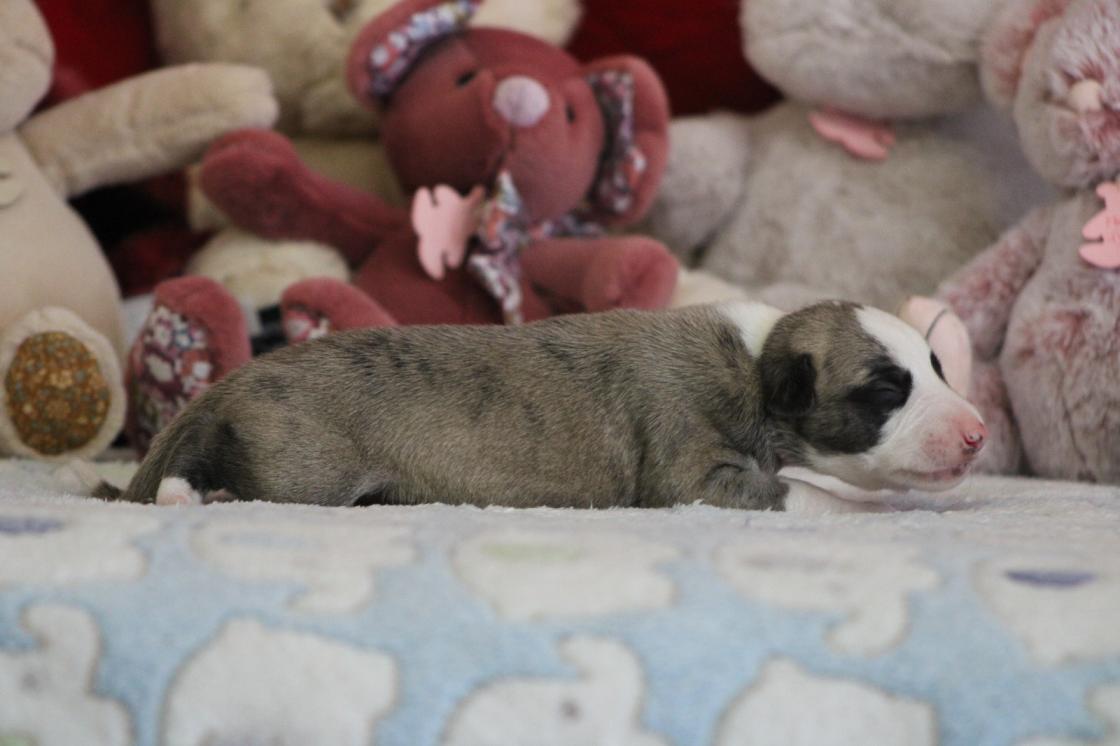 chiot disponible
