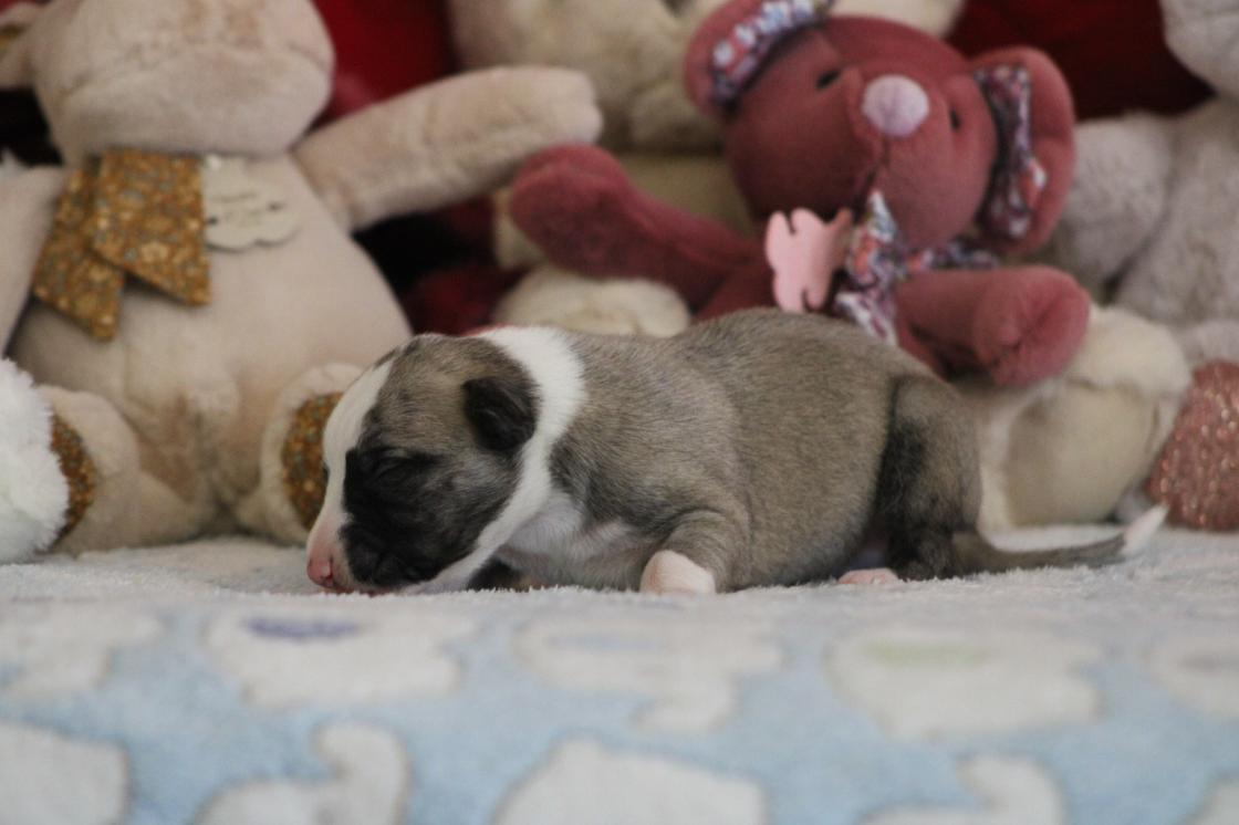 chiot disponible
