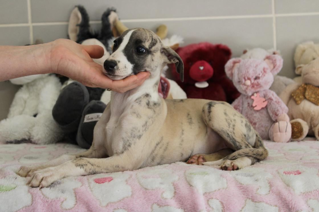 Chiot Whippet Disponible