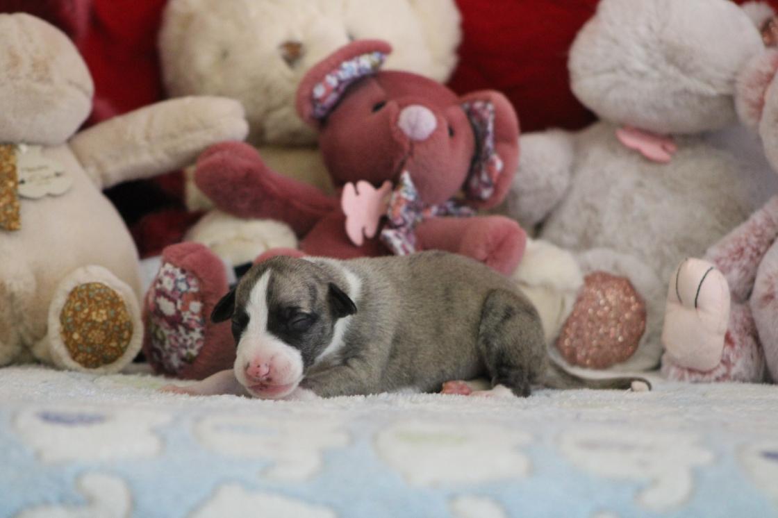 Chiot Whippet Disponible