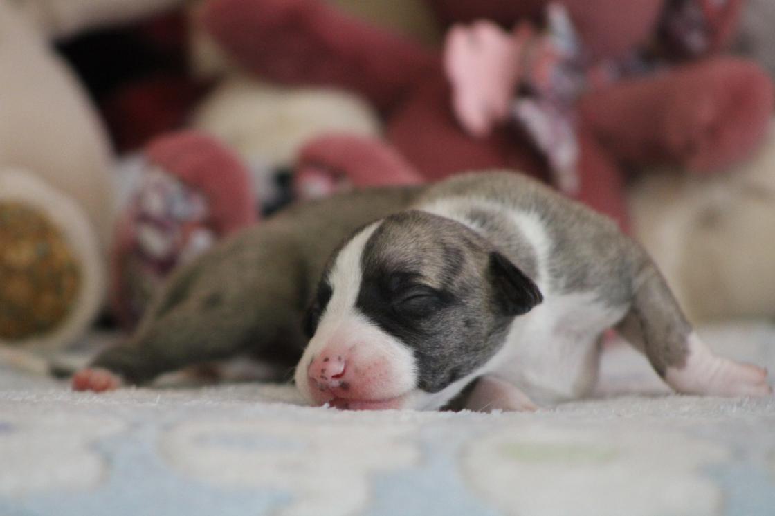 chiot disponible