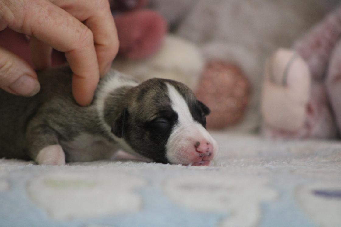 chiot disponible