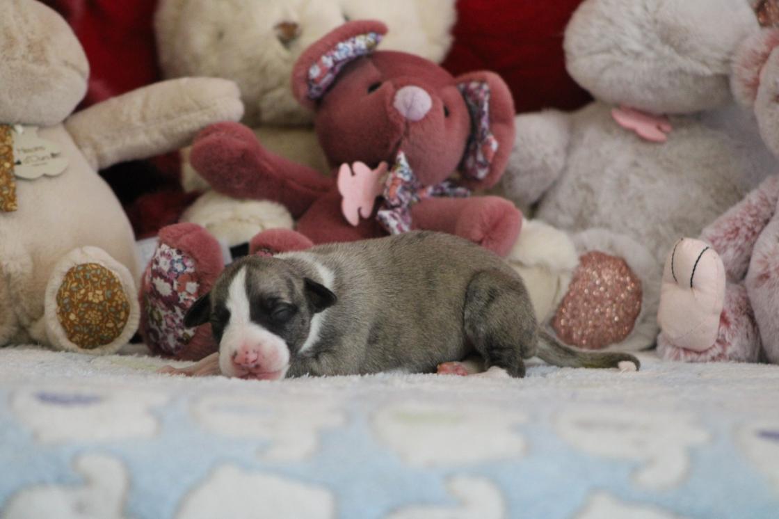 chiot disponible