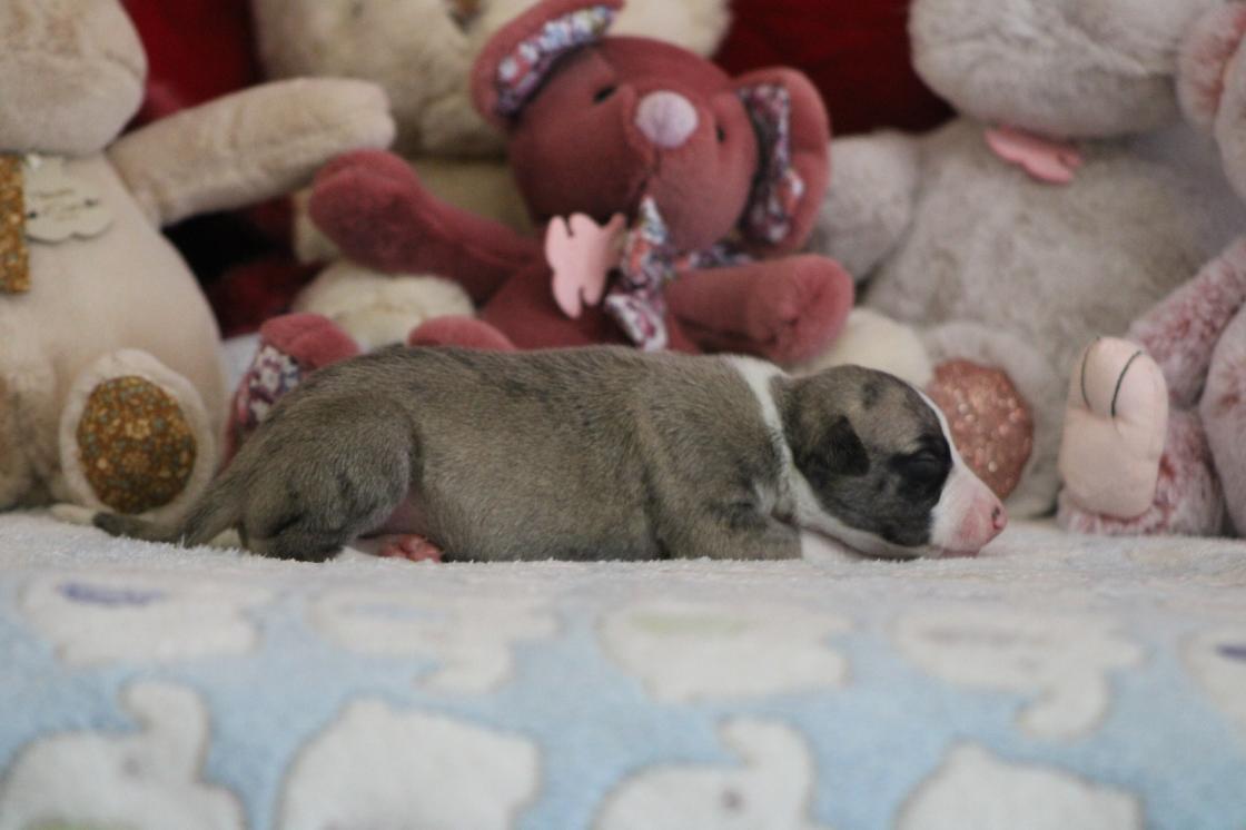 chiot disponible