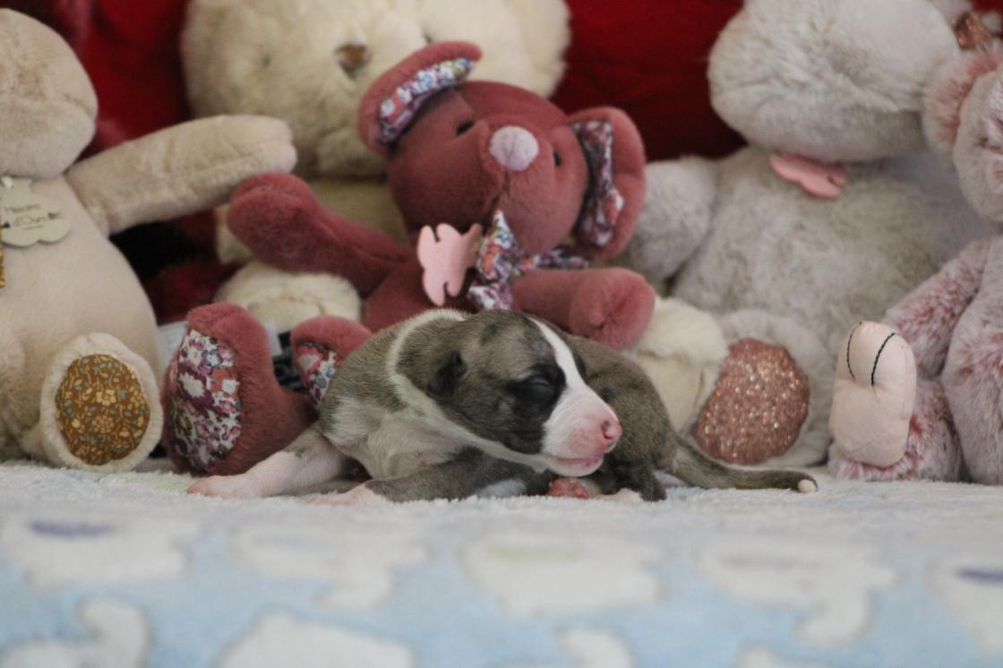 chiot disponible