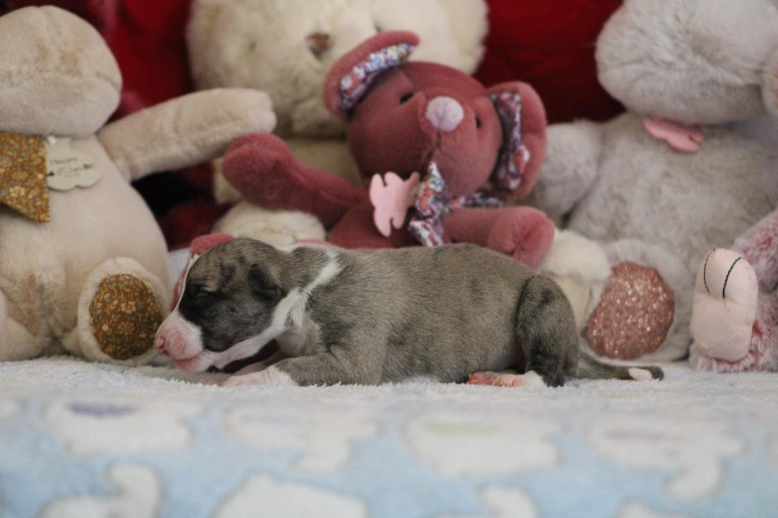 chiot disponible
