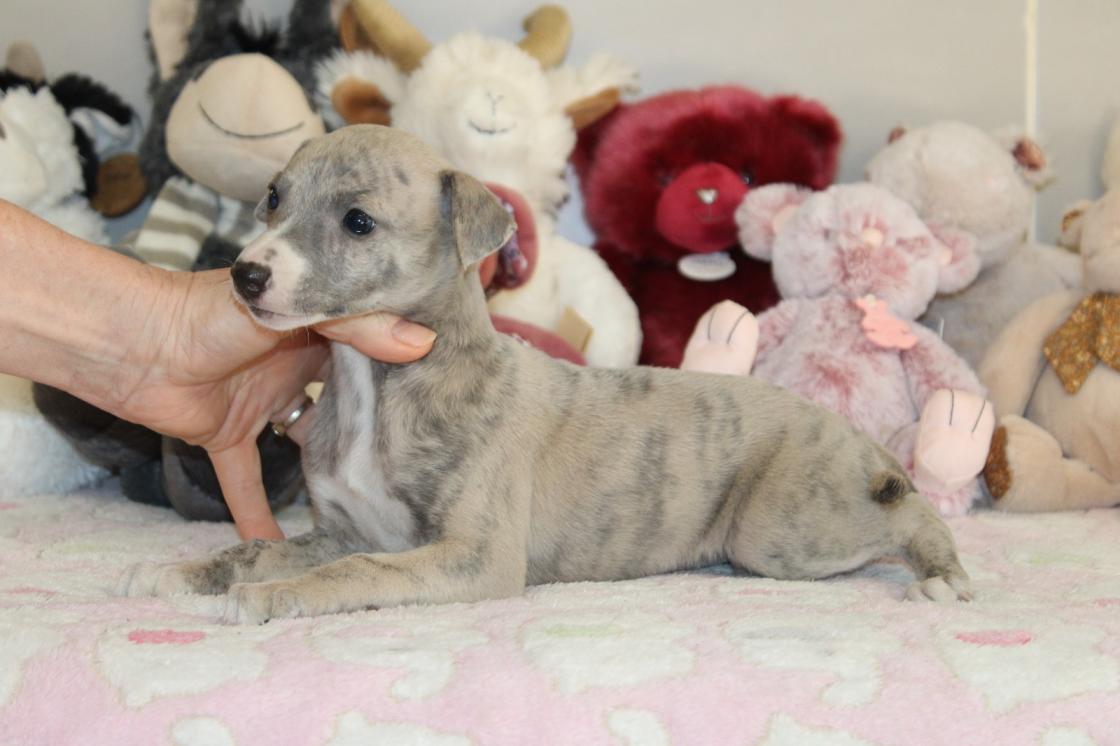 Chiot Whippet Disponible