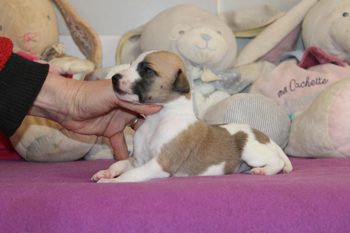 Chiot Whippet Disponible