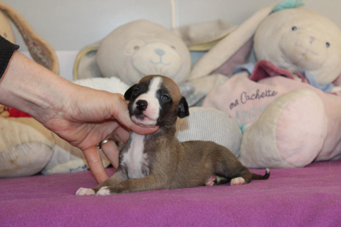 Chiot Whippet Disponible