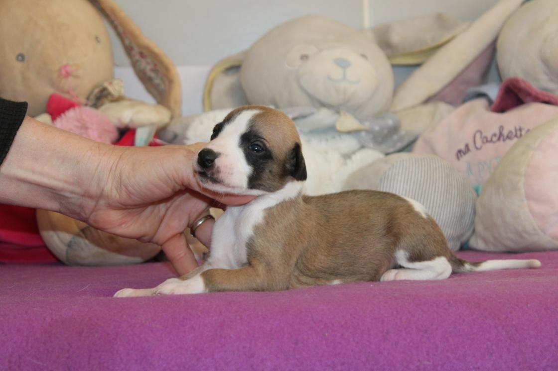 Chiot Whippet Disponible