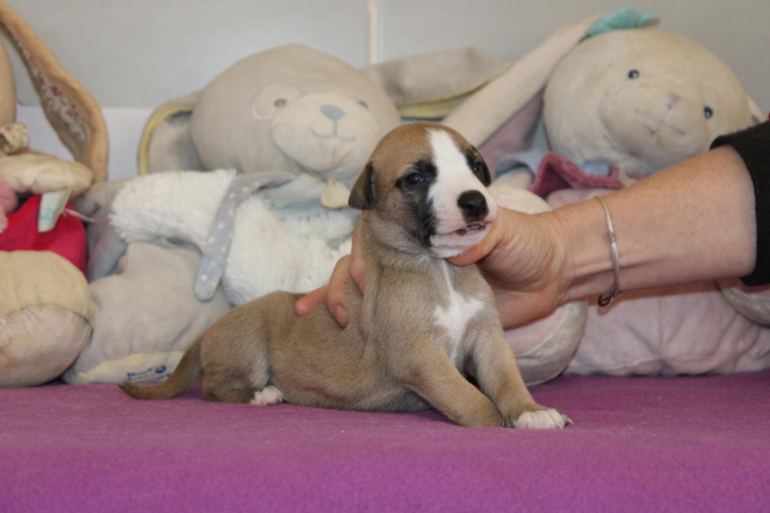 Chiot Whippet Disponible