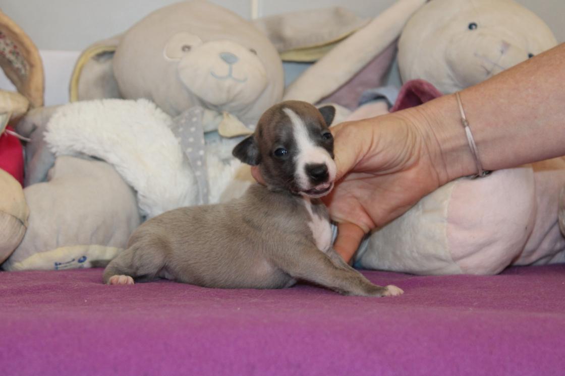 Chiot Whippet Disponible