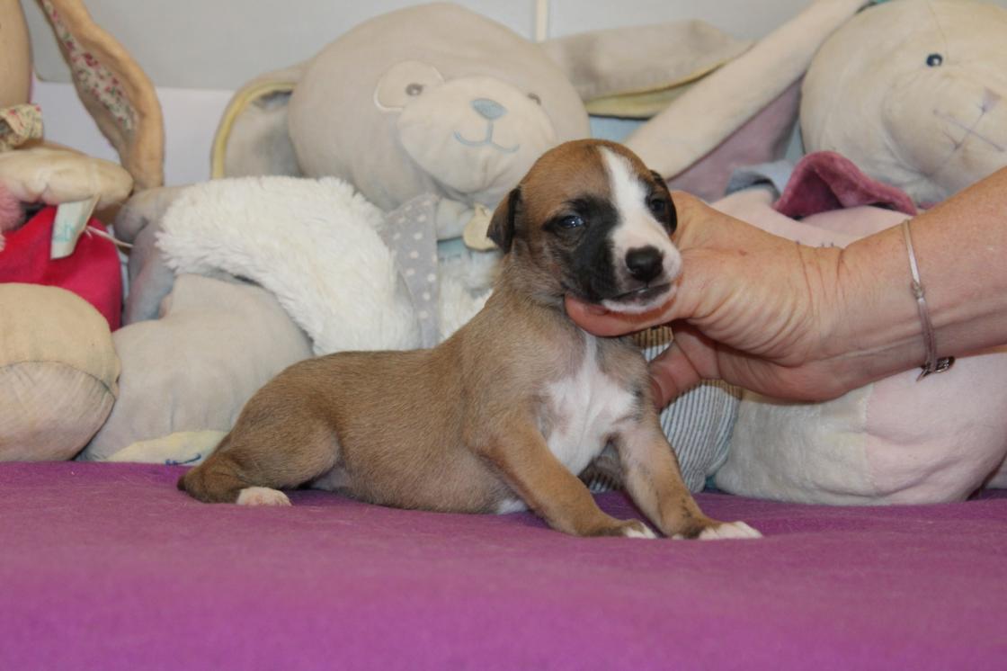 Chiot Whippet Disponible