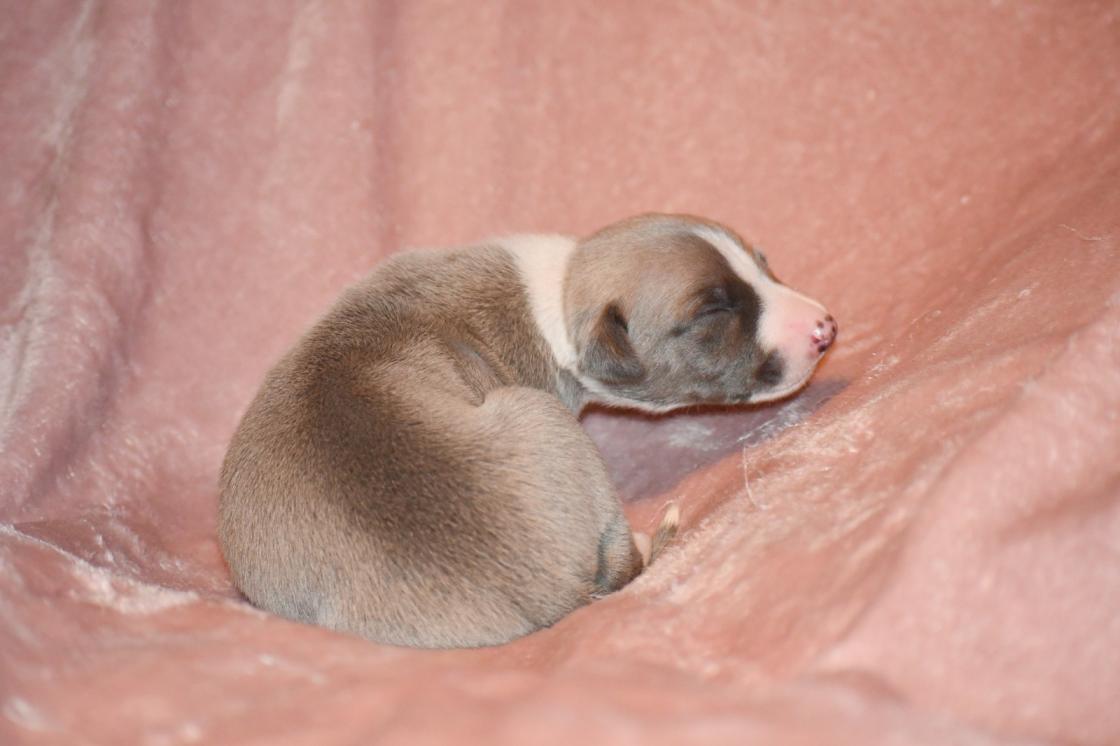 Chiot Whippet Disponible