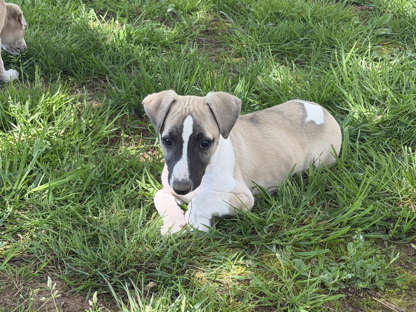 chiot disponible