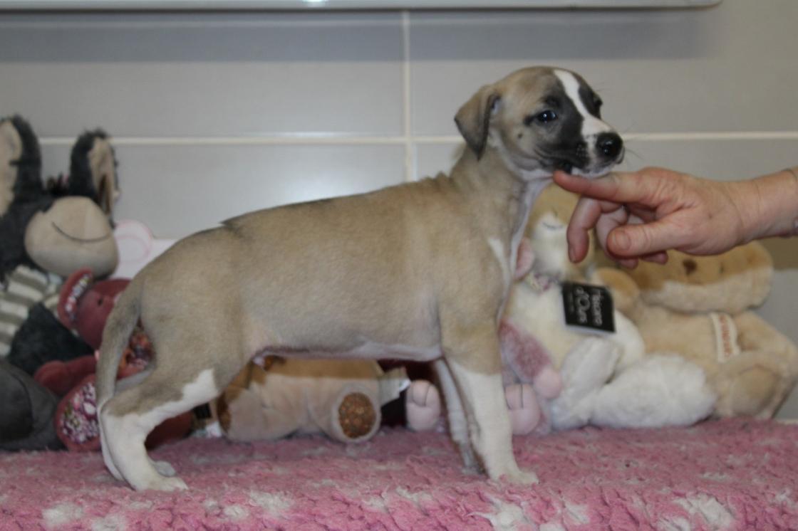 chiot disponible