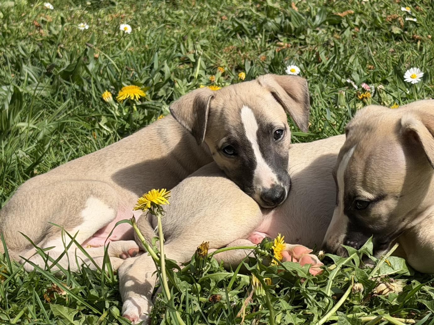 chiot disponible