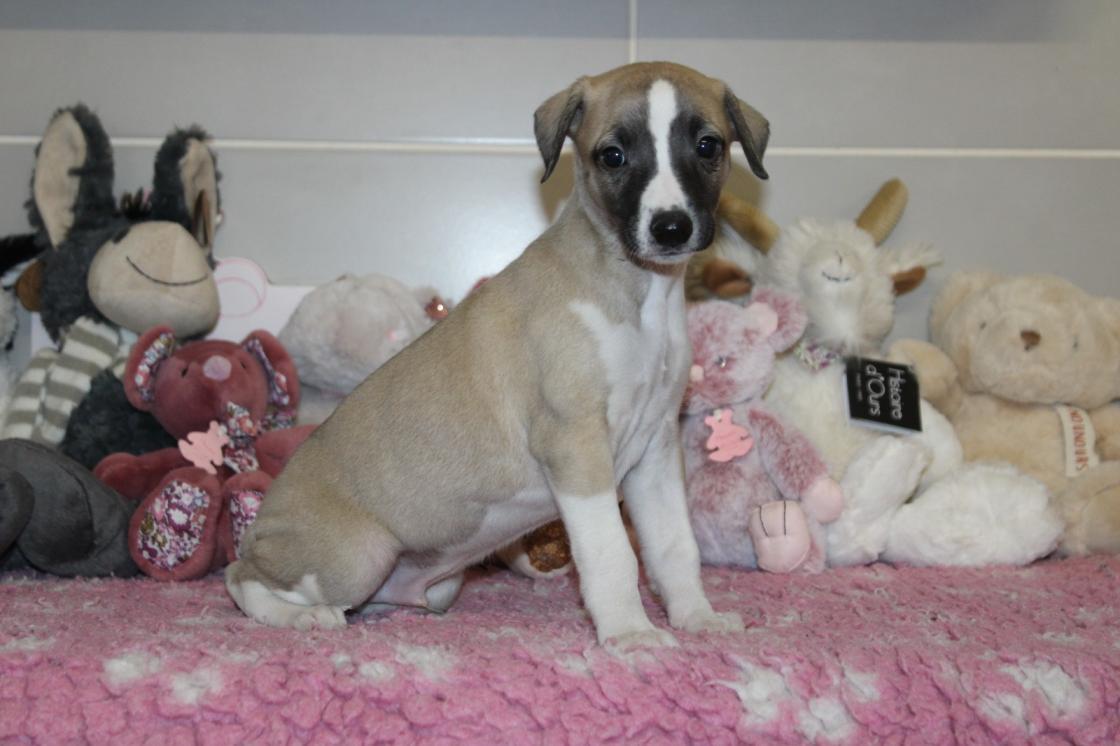 chiot disponible
