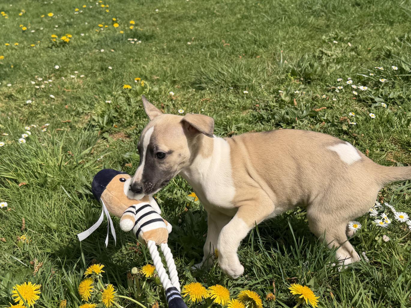 chiot disponible