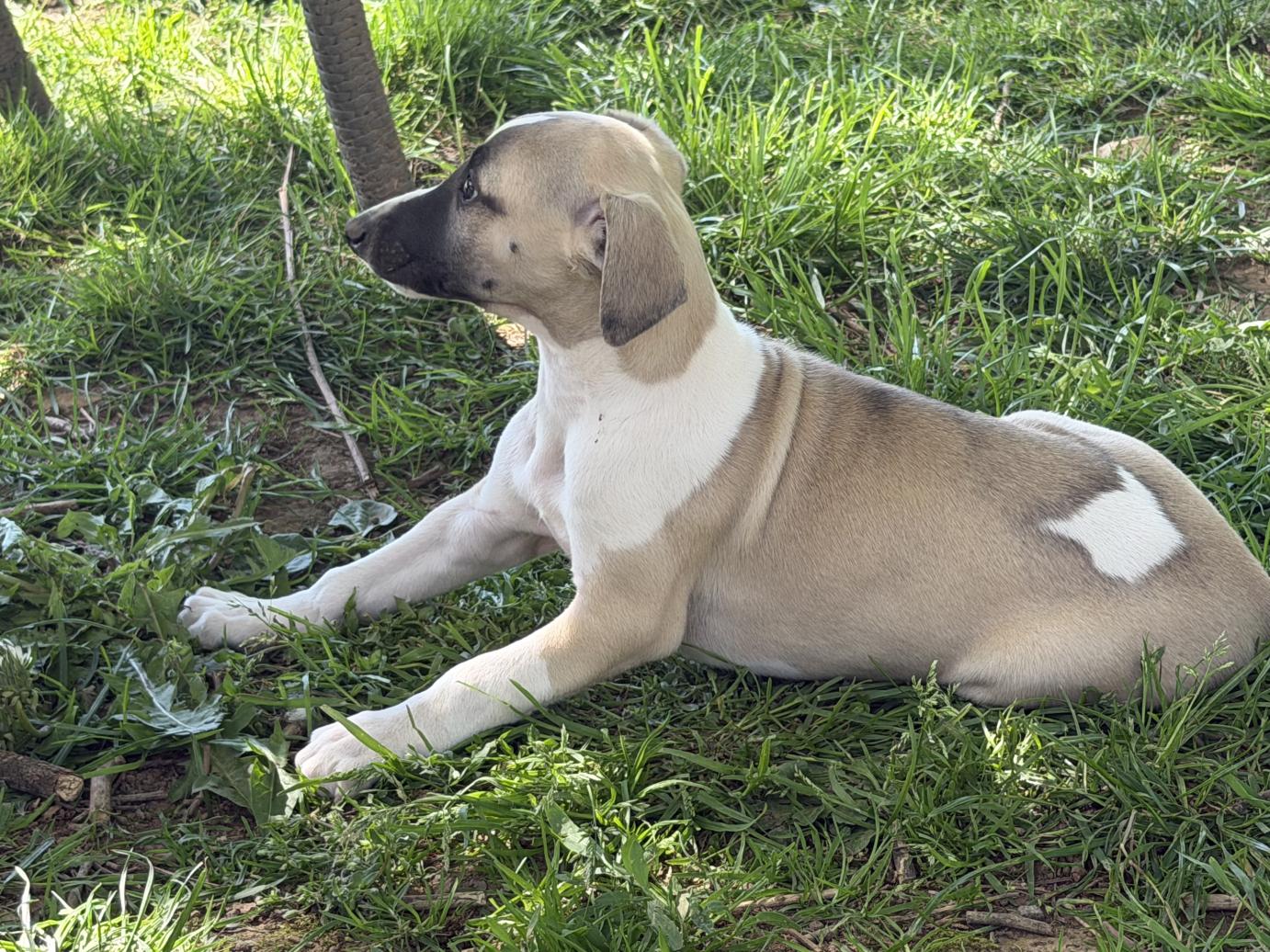 chiot disponible