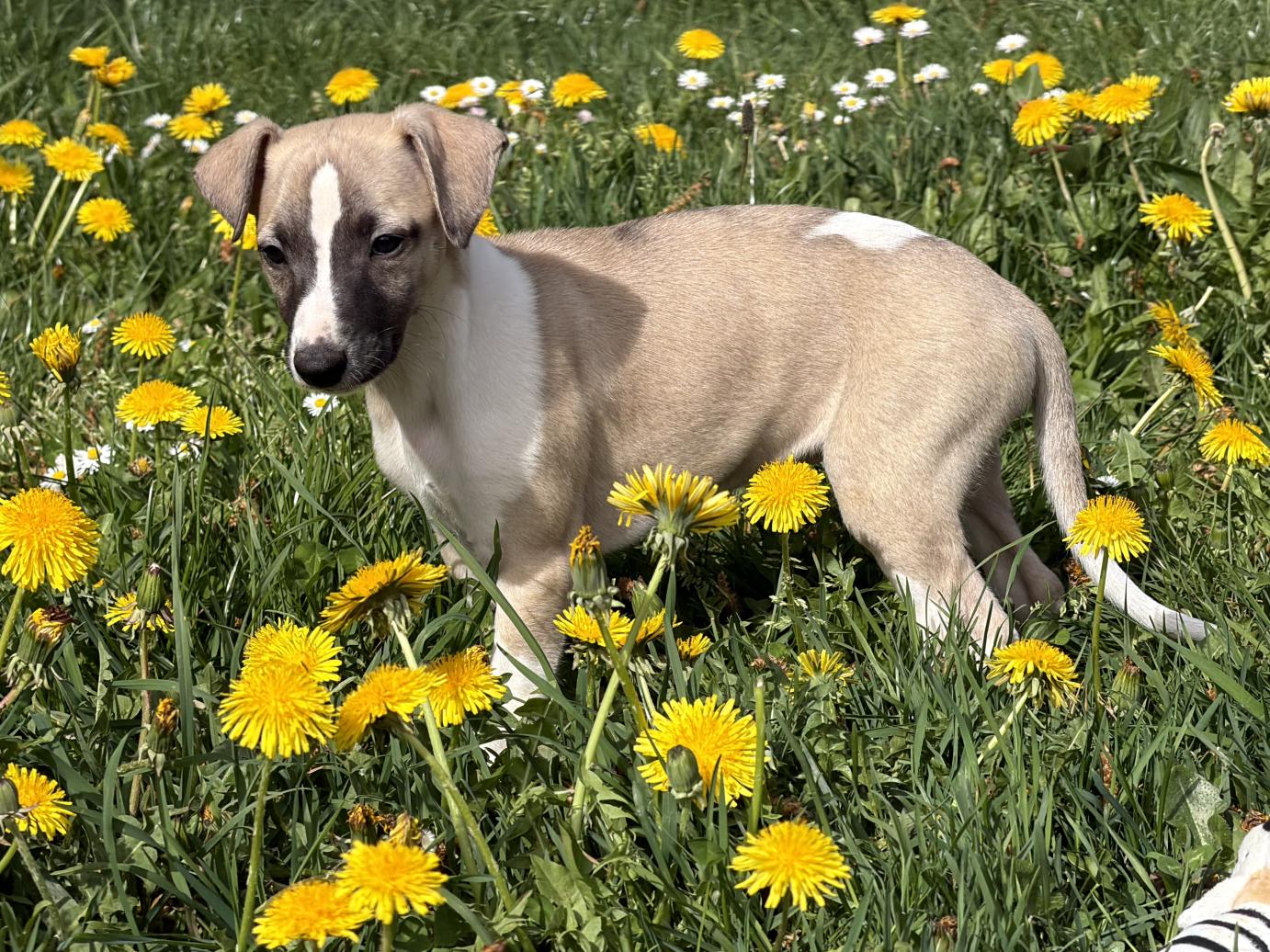 chiot disponible