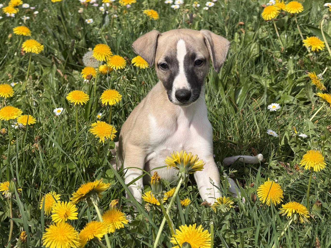 chiot disponible