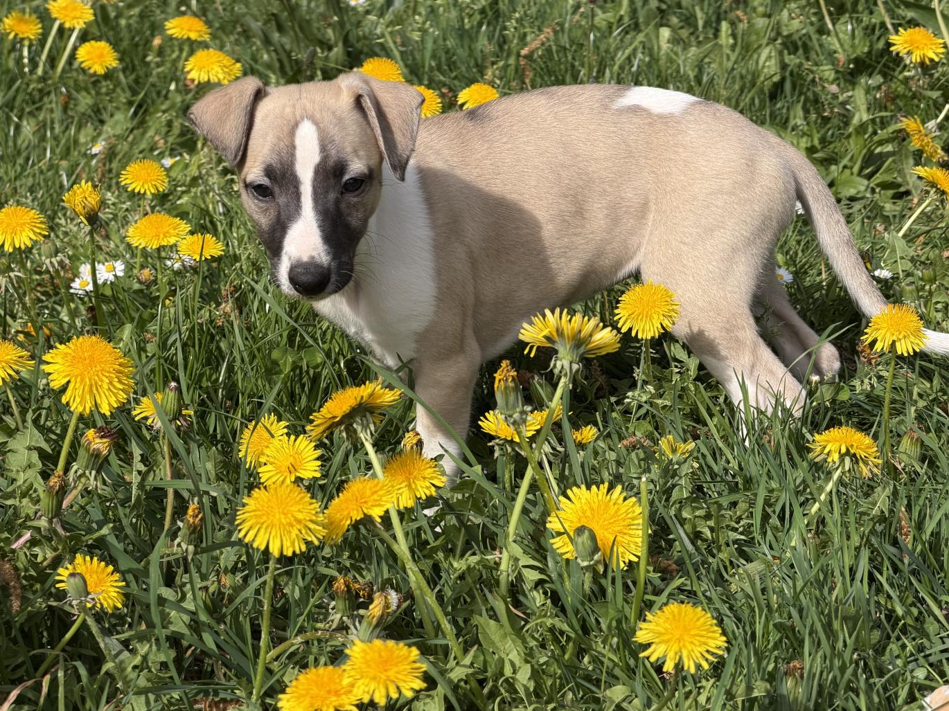 chiot disponible