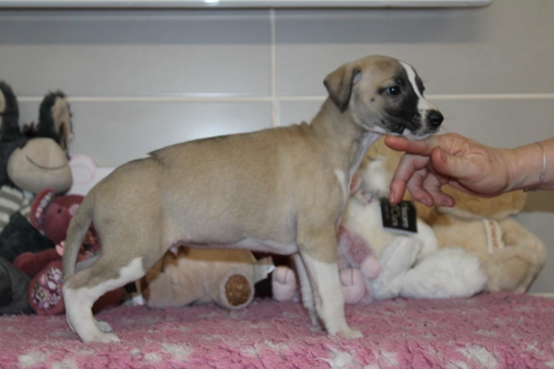 chiot disponible