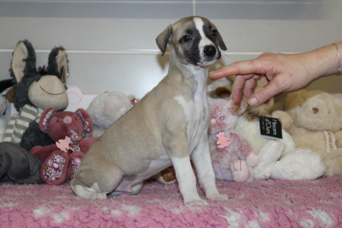 chiot disponible