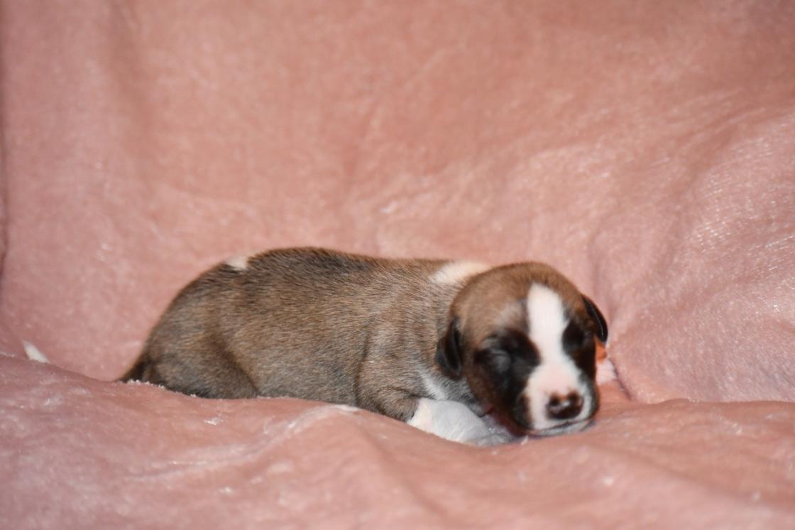 Chiot Whippet Disponible